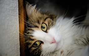 Зеленоглазый красивый кот лежит у стены