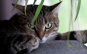 Зеленоглазый серый кот лежит на диване