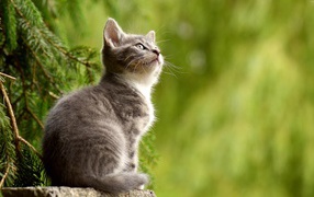 Заинтересованный взгляд маленького серого котенка