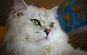 Большая пушистая породистая зеленоглазая кошка