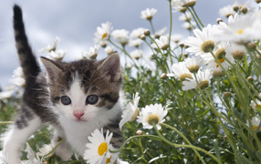 Маленький милый котенок в белых ромашках