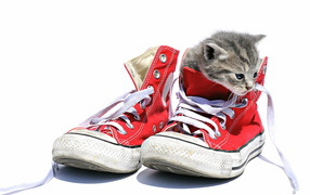 Маленький котенок сидит в кедах на белом фоне