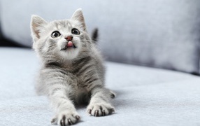 Маленький котенок с высунутым языком