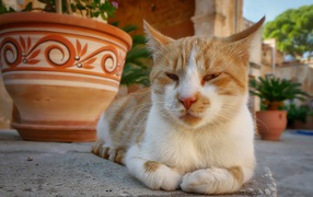 Рыже-белая кошка лежит на дороге у кувшина