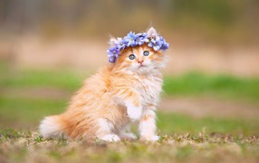 Рыжий пушистый котенок венком из цветов на голове