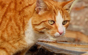 Красная макрель табби кошка