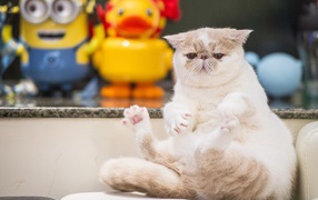 Грустный кот породы экзотическая короткошёрстная кошка