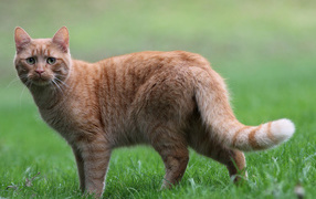 Грустный рыжий кот стоит на зеленой траве