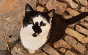 Серьезный взгляд черно белого кота