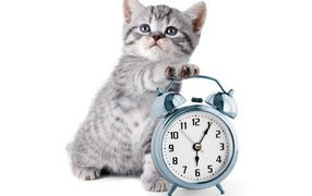 Маленький серый котенок будильником на белом фоне