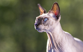 Грозный взгляд голубоглазого кота породы Сфинкс