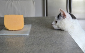 Кот смотрит на кусок сыра на столе