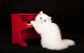 Белый пушистый кот с красным пианино на черном фоне