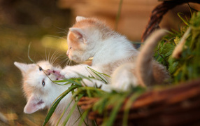 Два маленьких котенка играют 