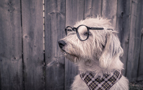 Умный пес сидит у забора в очках и платком на шее