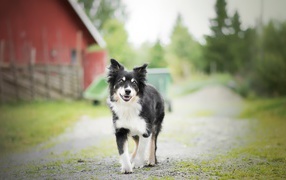 Собака породы бордер колли стоит на дороге