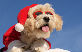 Собака в костюме Санты с высунутым языком в солнечных очках