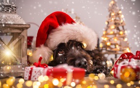 Собака в новогоднем костюме, символ Нового года 2018