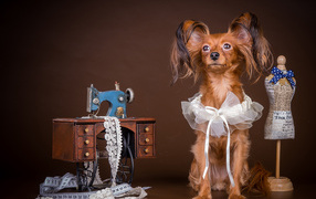 Собака породы русский той терьер позирует в наряде