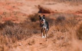 Собака с высунутым языком стоит на дороге с сухой травой
