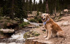 Золотистый ретривер с платком на шее сидит у ручья
