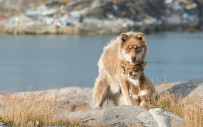 Большая собака со щенком сидят на камне