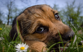 Маленький щенок с грустной мордой лежит на зеленой траве