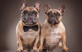 Пара больших бульдогов