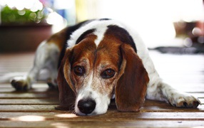 Грустная собака породы бигль лежит на деревянном полу