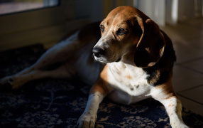 Грустный бигль лежит в лучах солнца