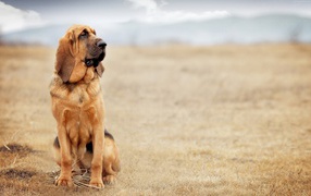 Грустная собака породы бладхаунд сидит на сухой траве