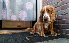 Грустный спаниель сидит у стены