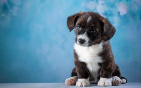 Маленький грустный щенок с голубыми глазами сидит на голубом фоне