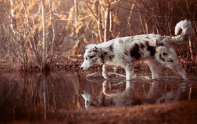 Собака породы Австралийская овчарка стоит в воде