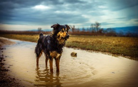 Австралийская Овчарка стоит в луже воды после дождя
