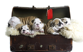 Большой старый чемодан со щенками английского бульдога