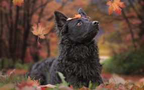 Черная собака породы бордер колли лежит на опавшей листве