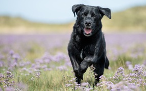 Черный лабрадор бежит по полевым цветам