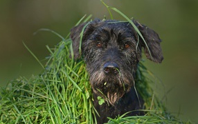 Черная собака породы Шнауцер сидит в зеленой траве