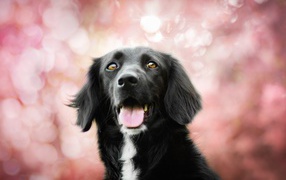 Черная собака с высунутым языком на розовом фоне 