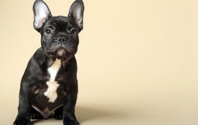 Черный щенок французского бульдога на бежевом фоне