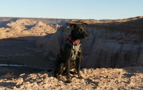 Черная умная собака сидит на скале у обрыва