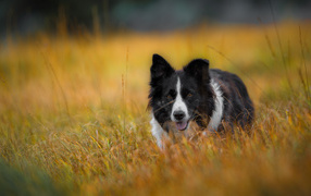 Собака бордер -колли бежит по траве