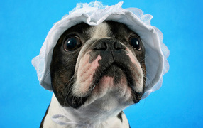 Бостон-терьер в белой шапке на голубом фоне