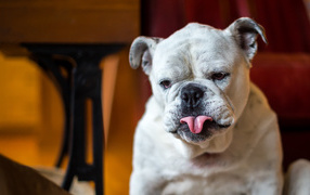 Бульдог с грустной мордой и высунутым языком