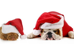 Бульдоги в новогодних костюмах  на белом фоне