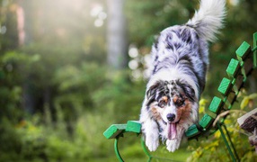 Веселая Австралийская Овчарка с высунутым языком на лавке