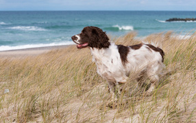 Кокер спаниель стоит на траве на побережье моря