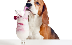 Собака породы бигль с вишневым коктейлем на белом фоне