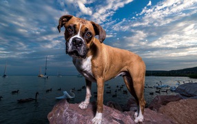 Собака породы боксер на фоне моря под красивым небом